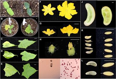 Integrating physiology, genetics, and transcriptome to decipher a new thermo-sensitive and light-sensitive virescent leaf gene mutant in cucumber